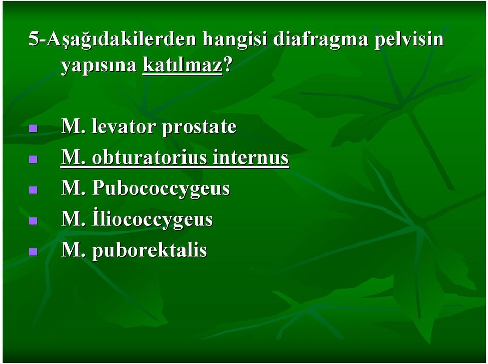 levator prostate M.