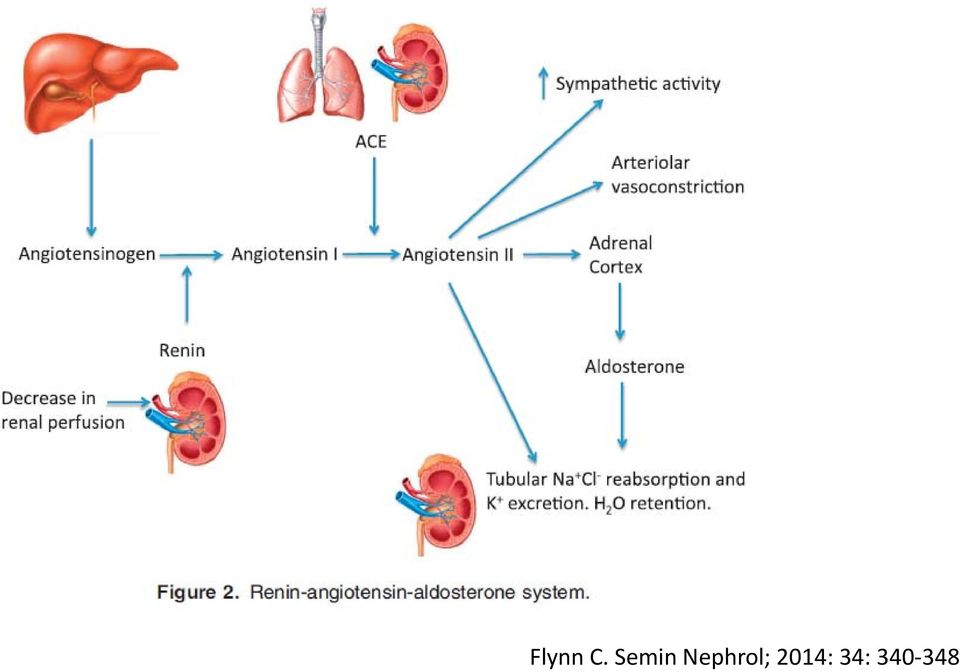 Nephrol;