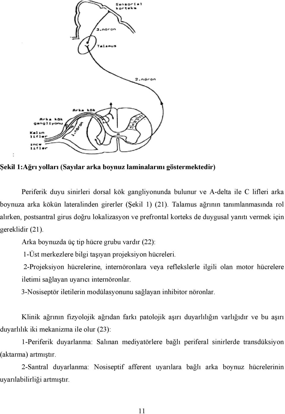 Arka boynuzda üç tip hücre grubu vardır (22): 1-Üst merkezlere bilgi taşıyan projeksiyon hücreleri.