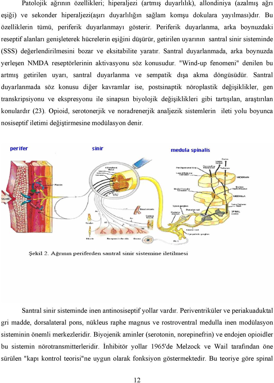 Periferik duyarlanma, arka boynuzdaki reseptif alanları genişleterek hücrelerin eşiğini düşürür, getirilen uyarının santral sinir sisteminde (SSS) değerlendirilmesini bozar ve eksitabilite yaratır.