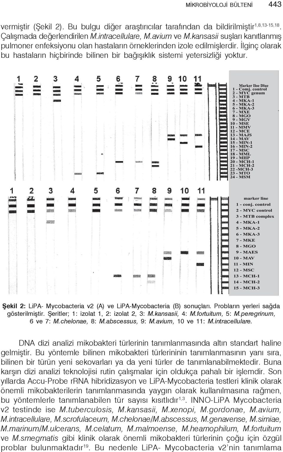 Şekil 2: LiPA- Mycobacteria v2 (A) ve LiPA-Mycobacteria (B) sonuçları. Probların yerleri sağda gösterilmiştir. Şeritler; 1: izolat 1, 2: izolat 2, 3: M.kansasii, 4: M.fortuitum, 5: M.