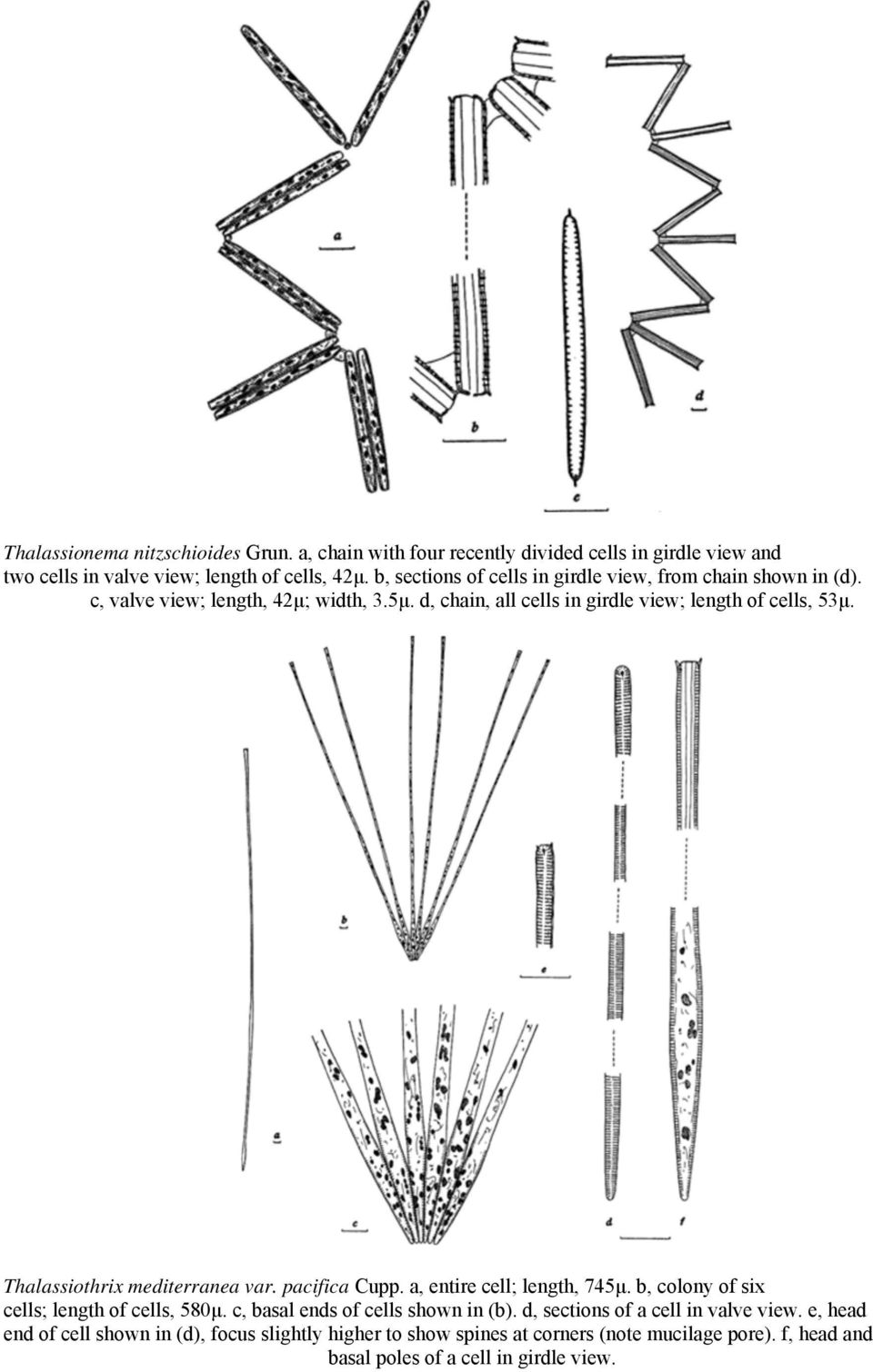 Thalassiothrix mediterranea var. pacifica Cupp. a, entire cell; length, 745μ. b, colony of six cells; length of cells, 580μ. c, basal ends of cells shown in (b).