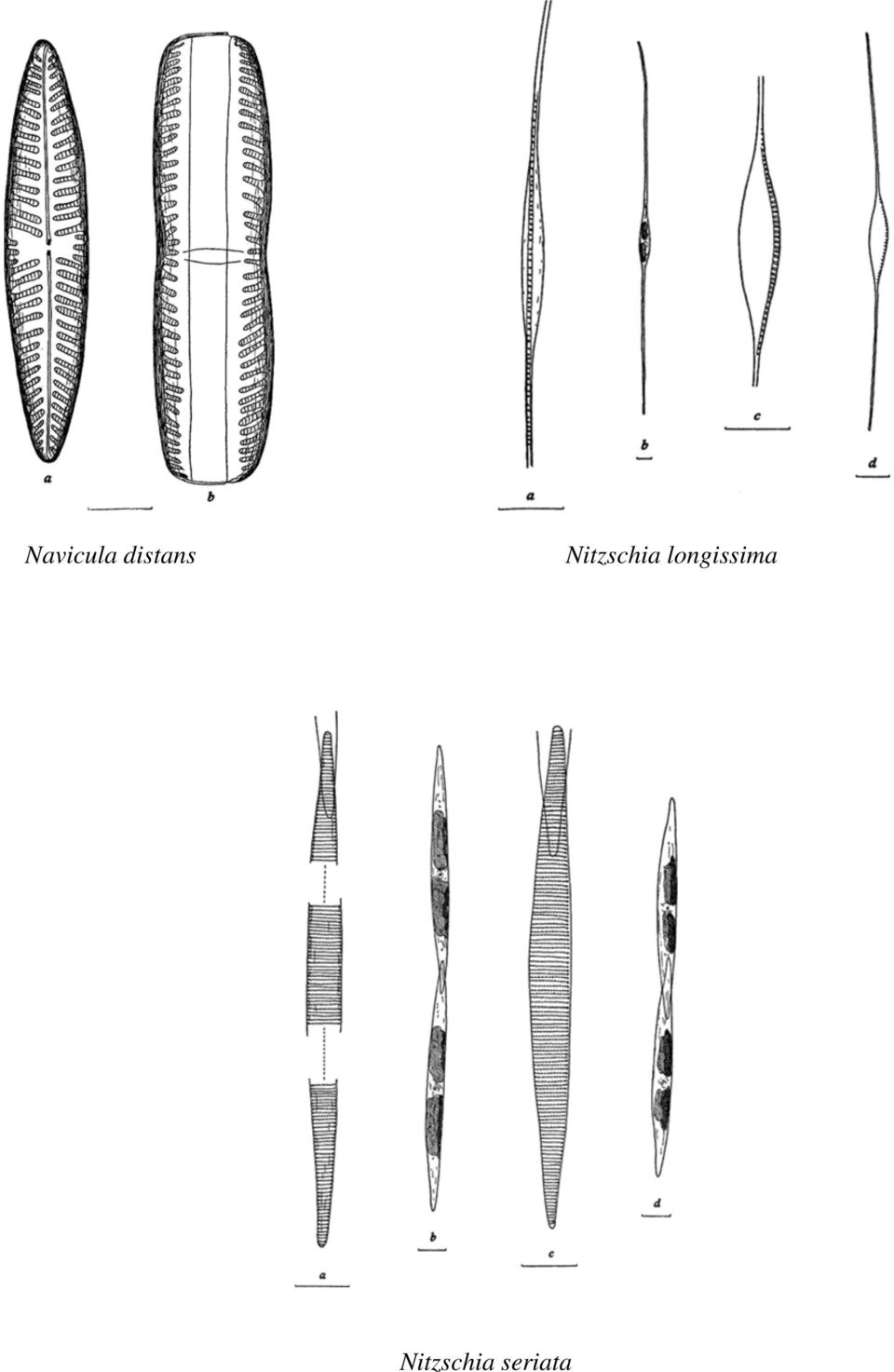 Nitzschia