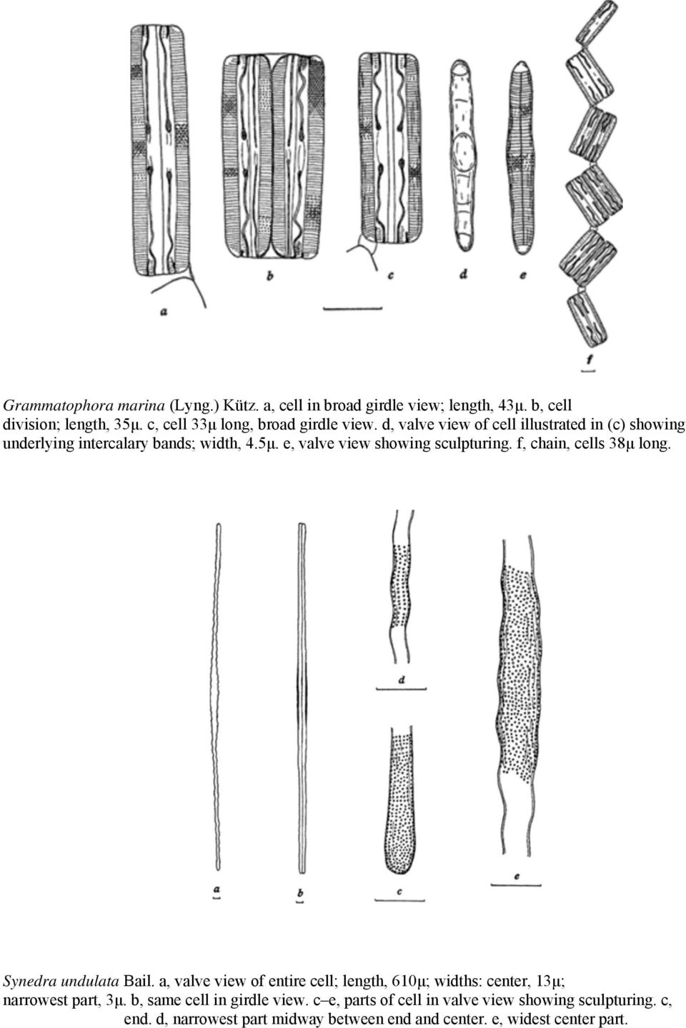 e, valve view showing sculpturing. f, chain, cells 38μ long. Synedra undulata Bail.