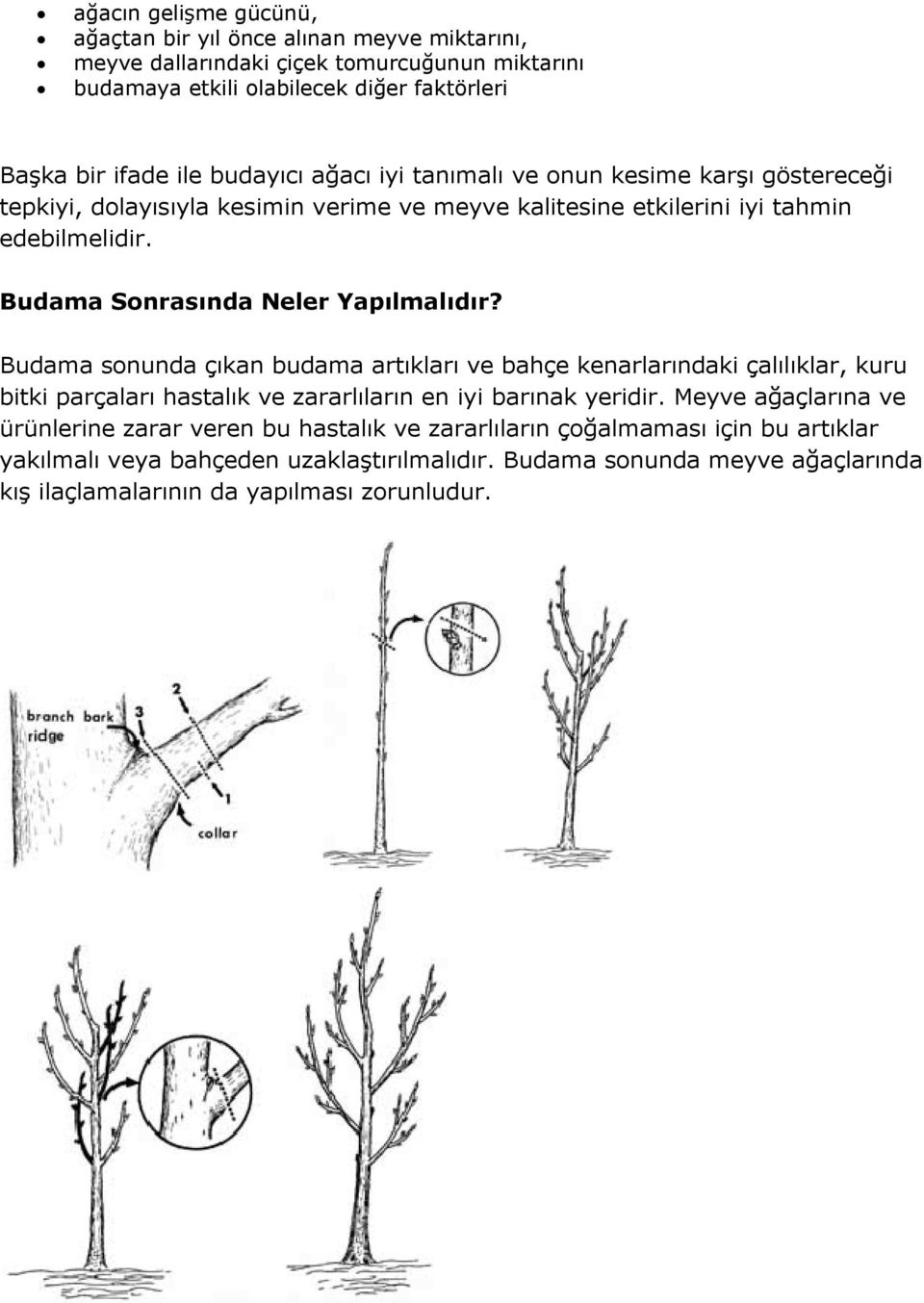 Budama Sonrasında Neler Yapılmalıdır? Budama sonunda çıkan budama artıkları ve bahçe kenarlarındaki çalılıklar, kuru bitki parçaları hastalık ve zararlıların en iyi barınak yeridir.