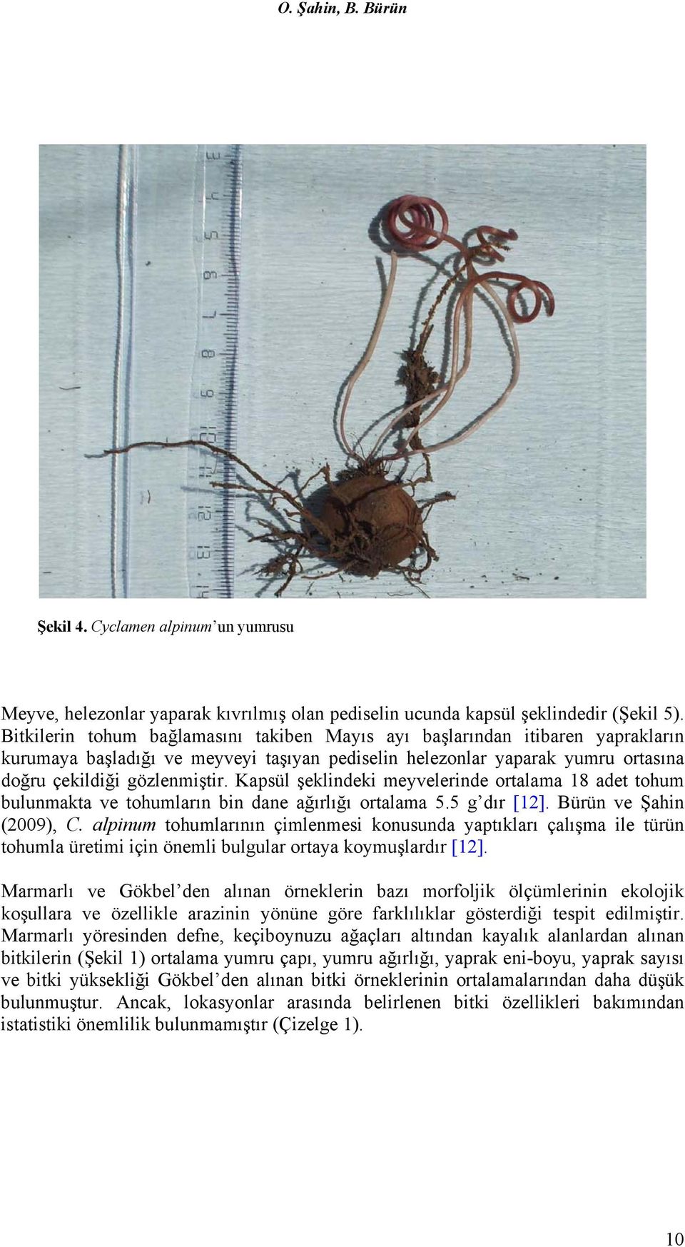 Kapsül şeklindeki meyvelerinde ortalama 18 adet tohum bulunmakta ve tohumların bin dane ağırlığı ortalama 5.5 g dır [12]. Bürün ve Şahin (2009), C.