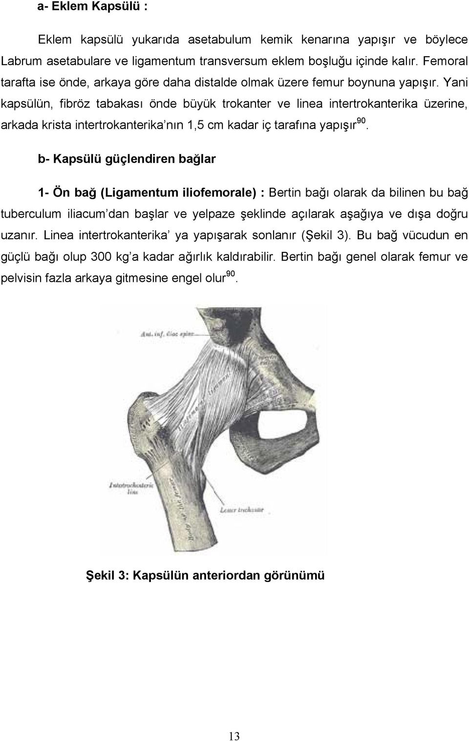 Yani kapsülün, fibröz tabakası önde büyük trokanter ve linea intertrokanterika üzerine, arkada krista intertrokanterika nın 1,5 cm kadar iç tarafına yapışır 90.