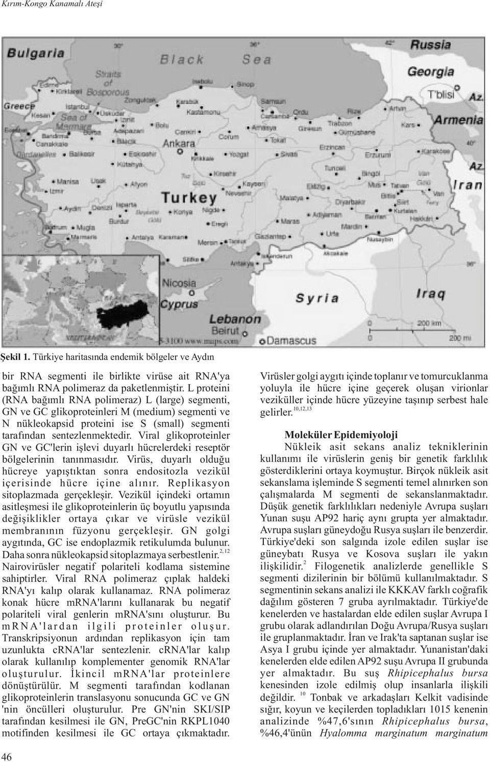 Viral glikoproteinler GN ve GC'lerin işlevi duyarlı hücrelerdeki reseptör bölgelerinin tanınmasıdır. Virüs, duyarlı olduğu hücreye yapıştıktan sonra endositozla vezikül içerisinde hücre içine alınır.