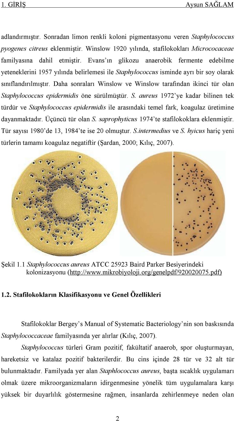 Evans ın glikozu anaerobik fermente edebilme yeteneklerini 1957 yılında belirlemesi ile Staphylococcus isminde ayrı bir soy olarak sınıflandırılmıştır.