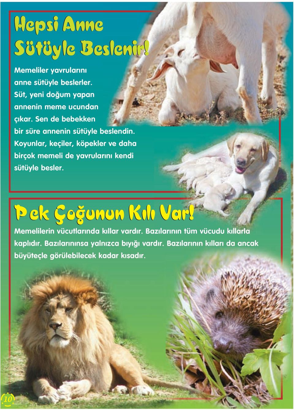 Koyunlar, keçiler, köpekler ve daha birçok memeli de yavrular n kendi sütüyle besler.