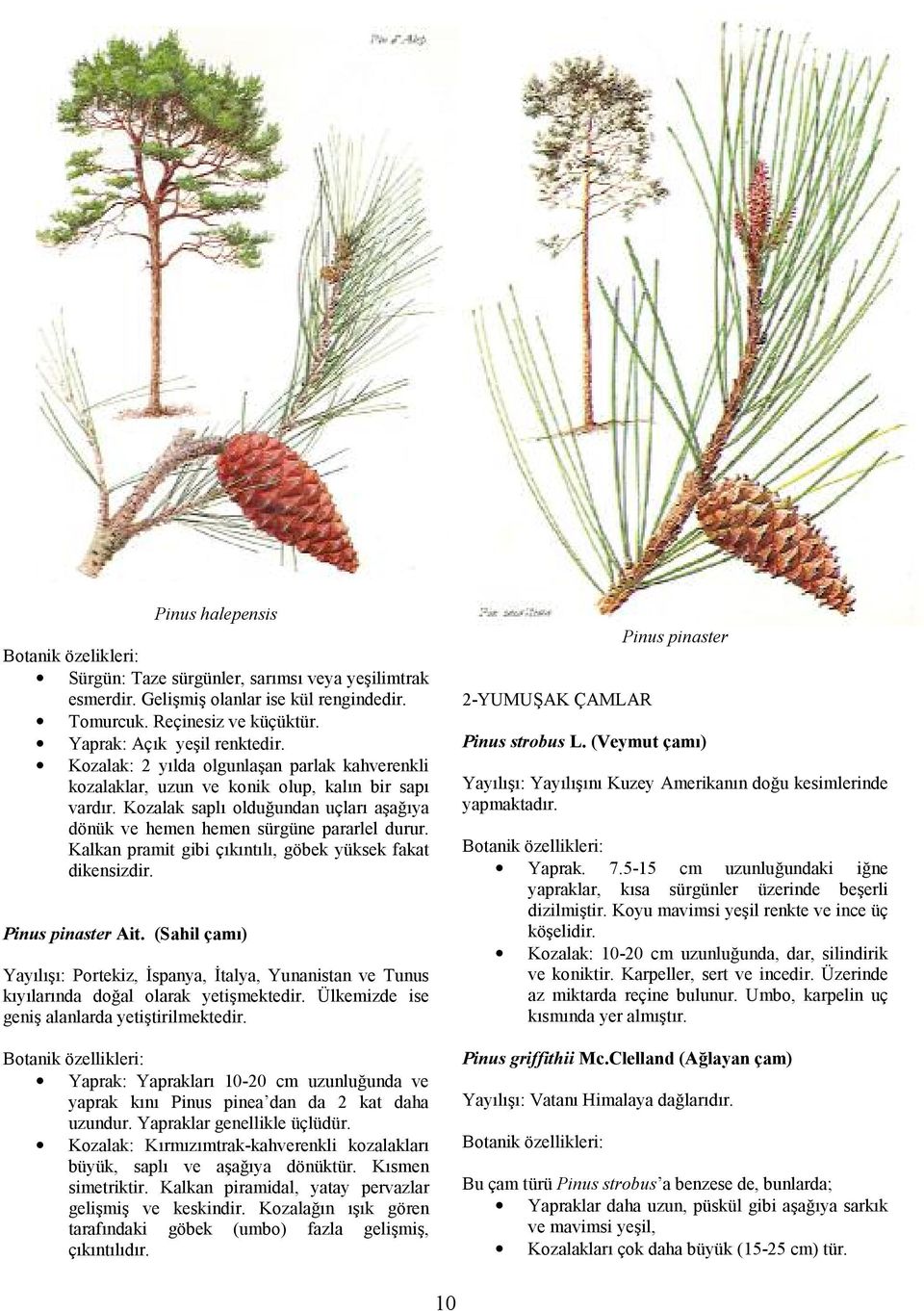 Kalkan pramit gibi çkntl, göbek yüksek fakat dikensizdir. Pinus pinaster Ait. (Sahil çam+) Yayl: Portekiz, @spanya, @talya, Yunanistan ve Tunus kylarnda do+al olarak yetimektedir.