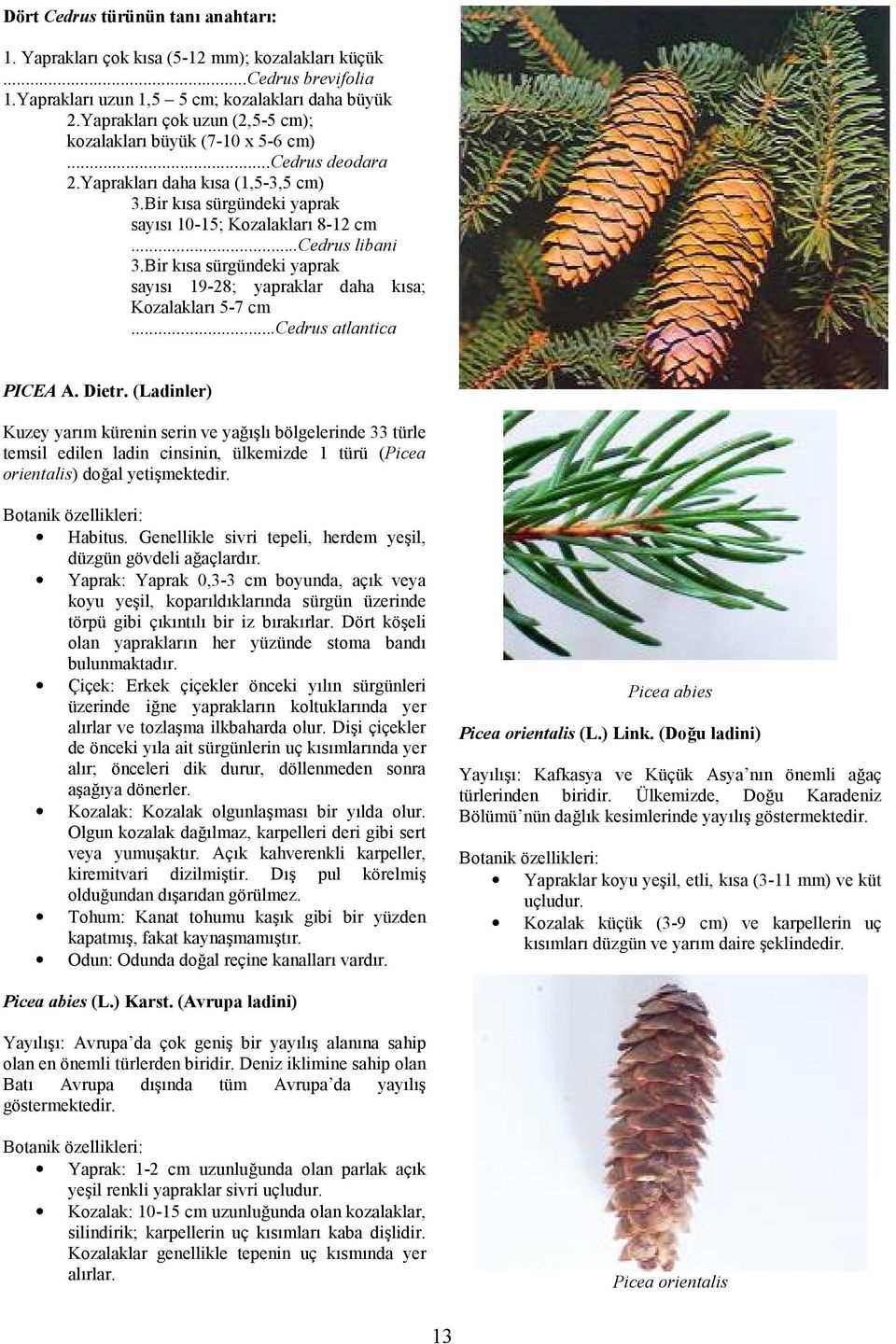 Bir ksa sürgündeki yaprak says 19-28; yapraklar daha ksa; Kozalaklar 5-7 cm...cedrus atlantica PICEA A. Dietr.