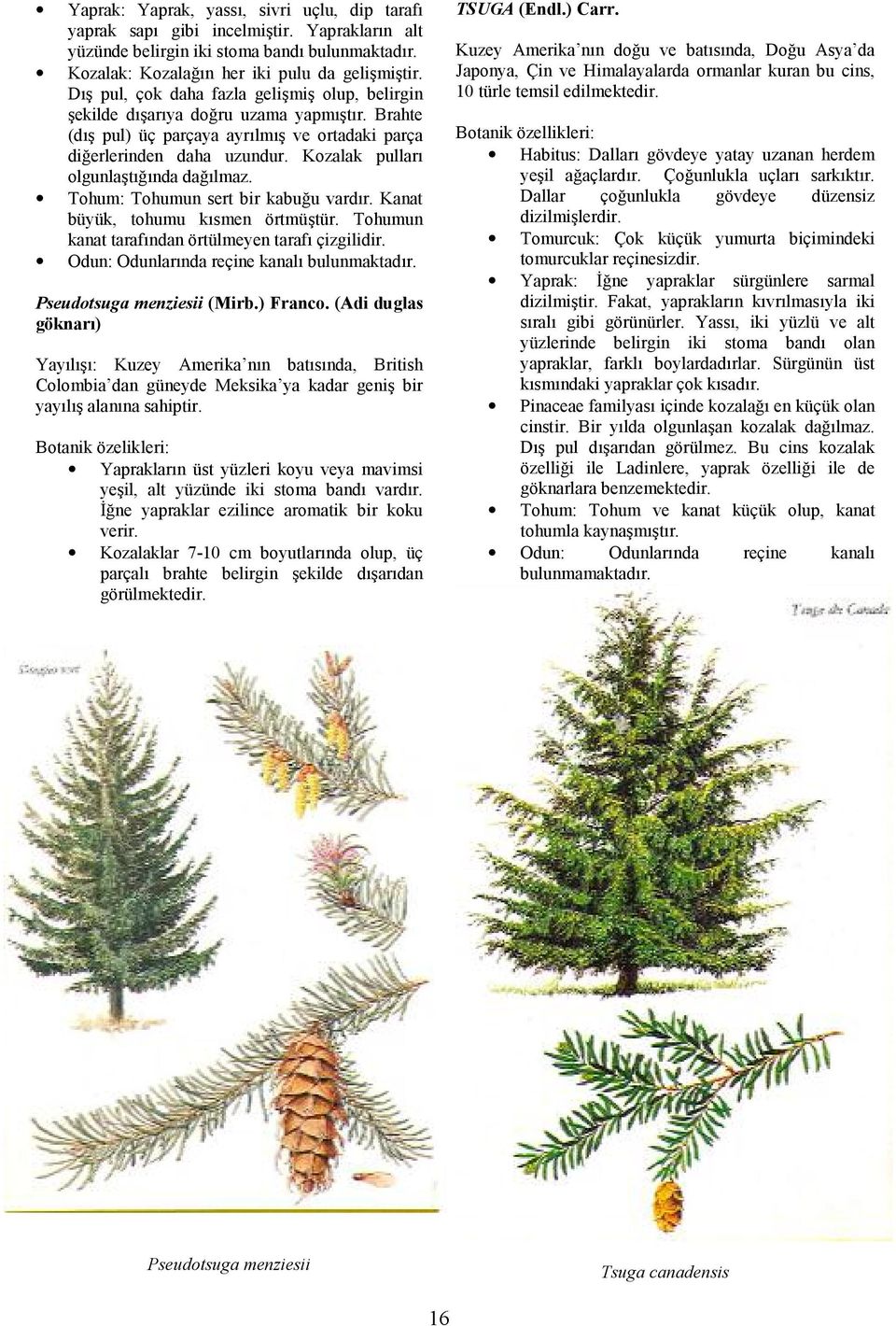 Tohum: Tohumun sert bir kabu+u vardr. Kanat büyük, tohumu ksmen örtmütür. Tohumun kanat tarafndan örtülmeyen taraf çizgilidir. Odun: Odunlarnda reçine kanal bulunmaktadr. Pseudotsuga menziesii (Mirb.