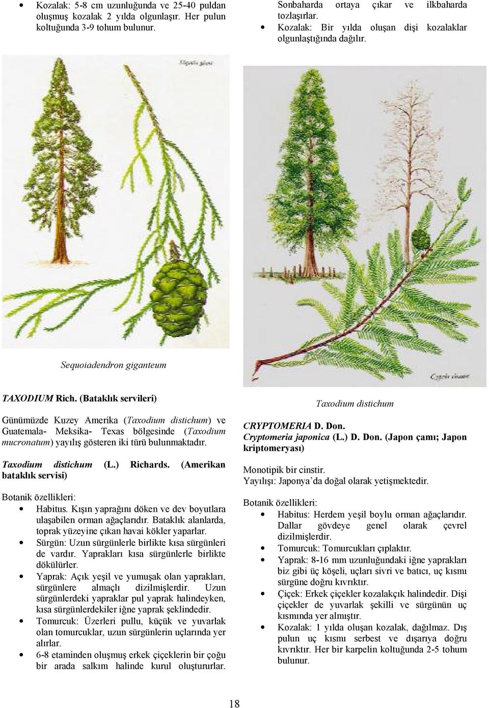 (Batakl+k servileri) Günümüzde Kuzey Amerika (Taxodium distichum) ve Guatemala- Meksika- Texas bölgesinde (Taxodium mucronatum) yayl gösteren iki türü bulunmaktadr. Taxodium distichum (L.) Richards.