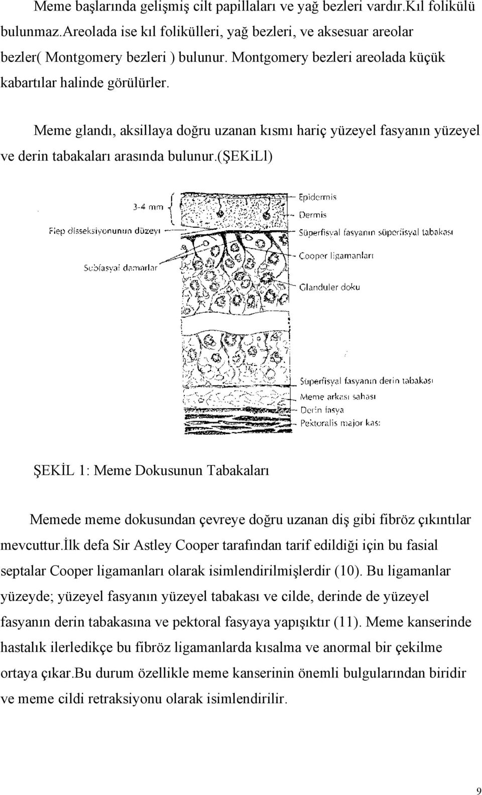 (şekill) ŞEKİL 1: Meme Dokusunun Tabakaları Memede meme dokusundan çevreye doğru uzanan diş gibi fibröz çıkıntılar mevcuttur.