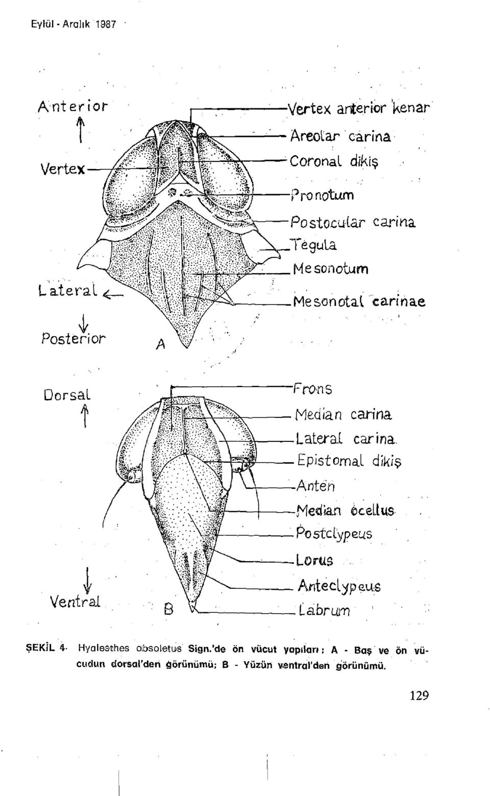carina. Epistomal dikiş Anten Median cellus- Postclypeus Lonıs Anteclypeus La.