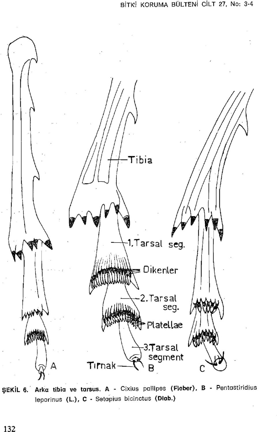 A - Cixius paltipes (Fieber), B -