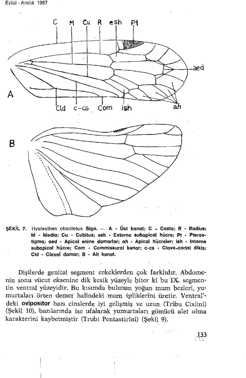 Ccmmissural kenar; c-cs - Clavo-cörlal dikiş; Cld - Claval damar; B - Alt kanat. Dişilerde genital segment erkeklerden çok farklıdır. Abdomenin sonu vücut eksenine dik kesik yüzeyle biter ki. bu IX.