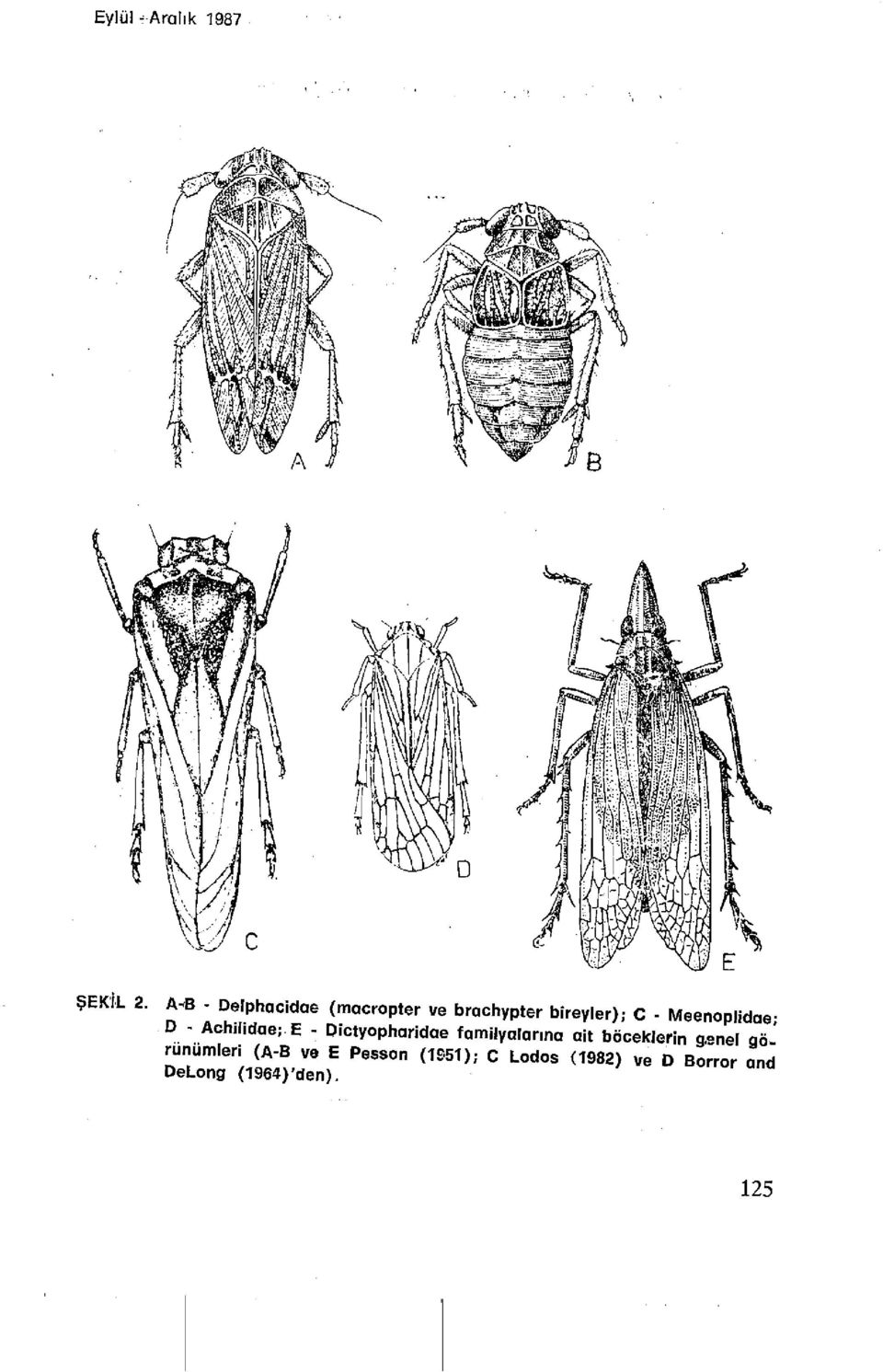 Meenoplidae- D - Achılıdae; E - Dictyopharidae familyalarına ait