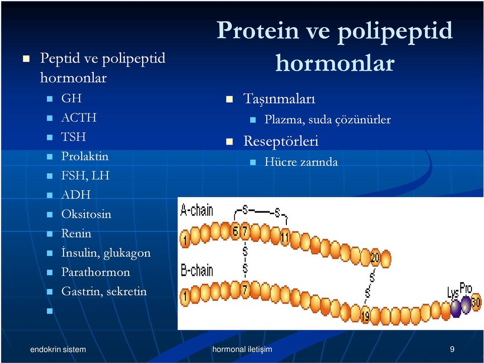 Protein ve polipeptid Taşınmaları hormonlar Plazma, suda