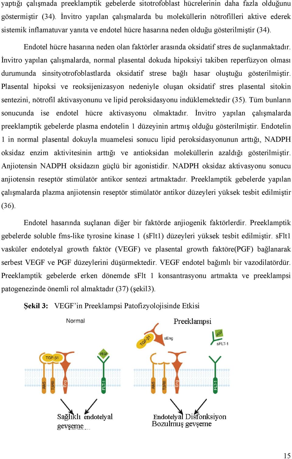 Endotel hücre hasarına neden olan faktörler arasında oksidatif stres de suçlanmaktadır.