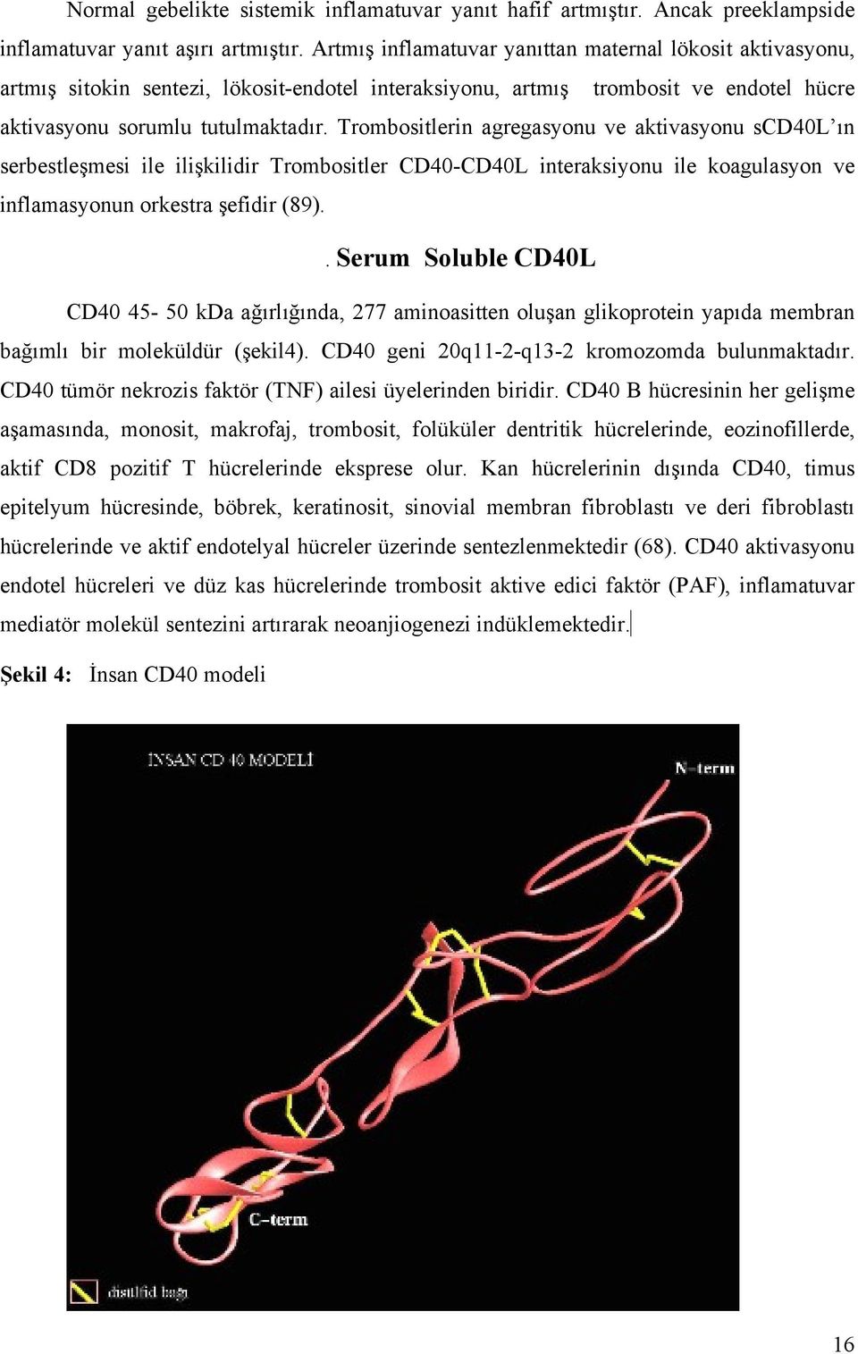 Trombositlerin agregasyonu ve aktivasyonu scd40l ın serbestleşmesi ile ilişkilidir Trombositler CD40-CD40L interaksiyonu ile koagulasyon ve inflamasyonun orkestra şefidir (89).