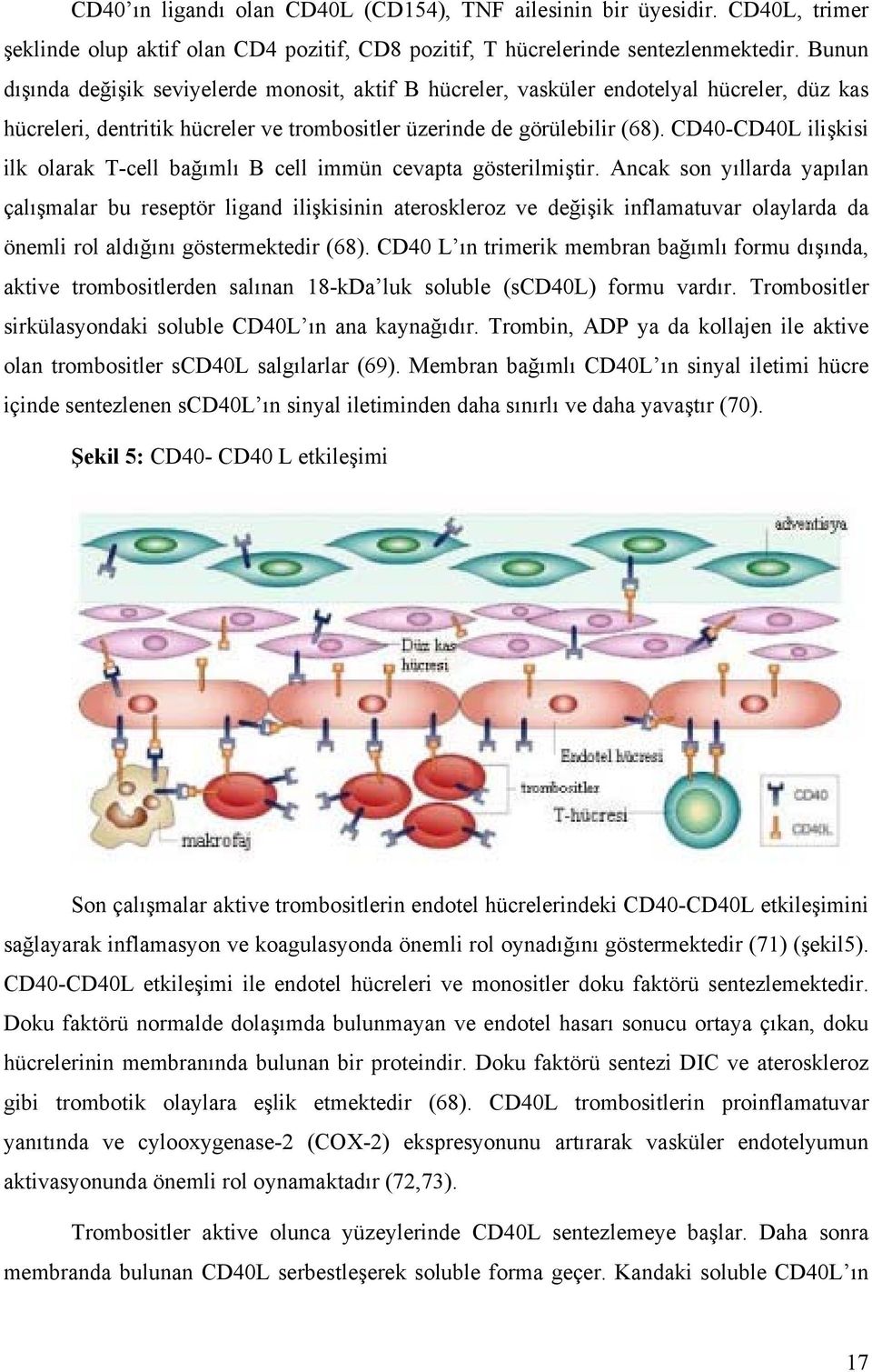 CD40-CD40L ilişkisi ilk olarak T-cell bağımlı B cell immün cevapta gösterilmiştir.