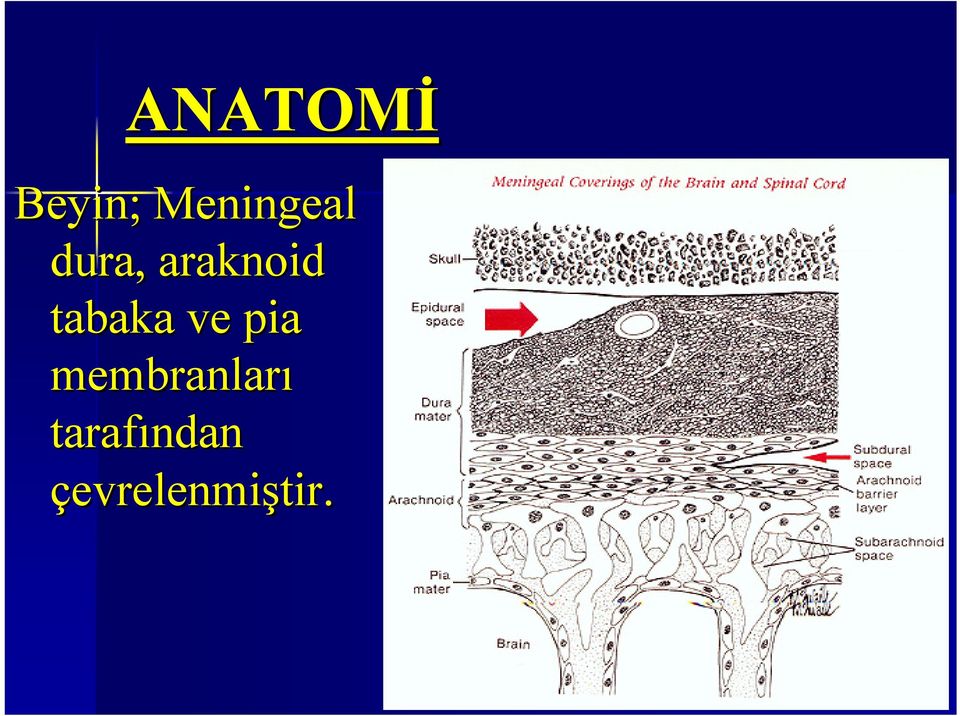 araknoid tabaka ve pia
