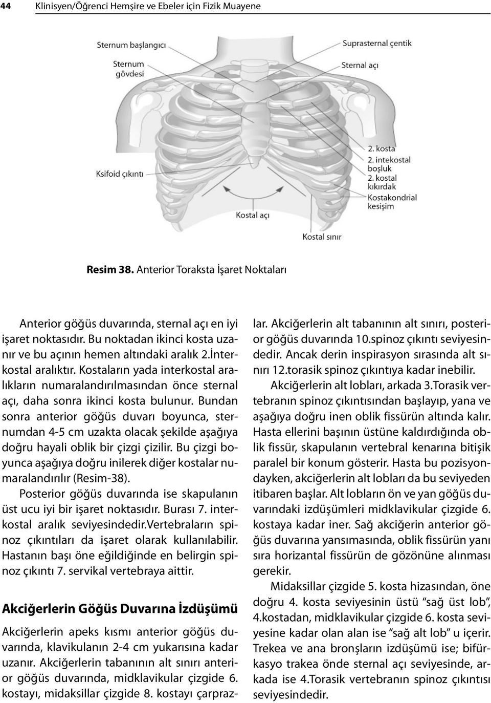 Kostaların yada interkostal aralıkların numaralandırılmasından önce sternal açı, daha sonra ikinci kosta bulunur.