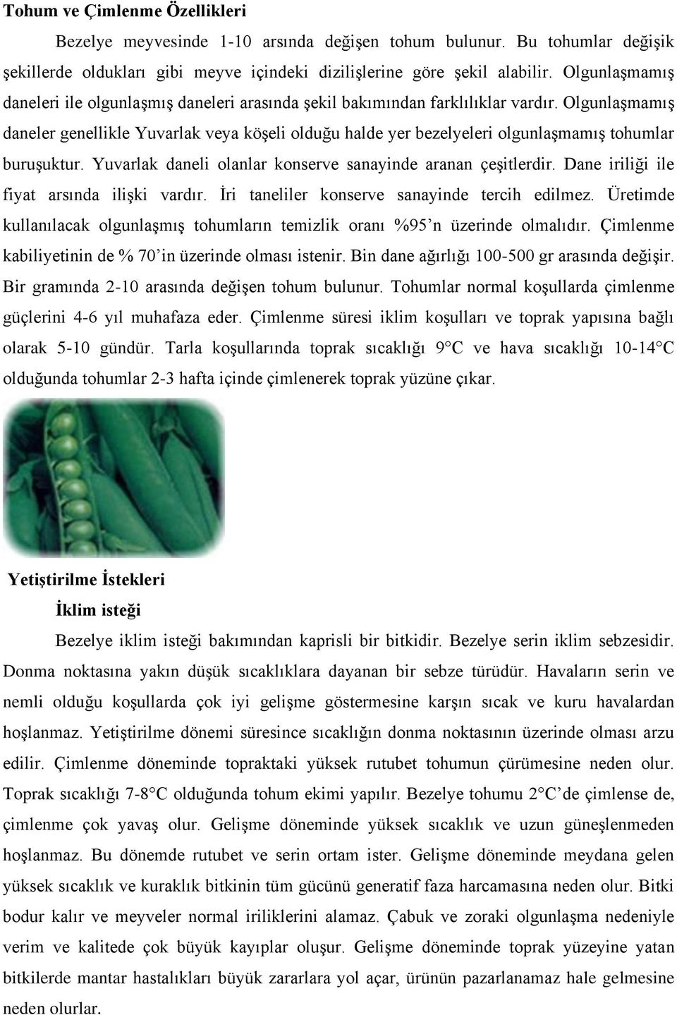 Olgunlaşmamış daneler genellikle Yuvarlak veya köşeli olduğu halde yer bezelyeleri olgunlaşmamış tohumlar buruşuktur. Yuvarlak daneli olanlar konserve sanayinde aranan çeşitlerdir.