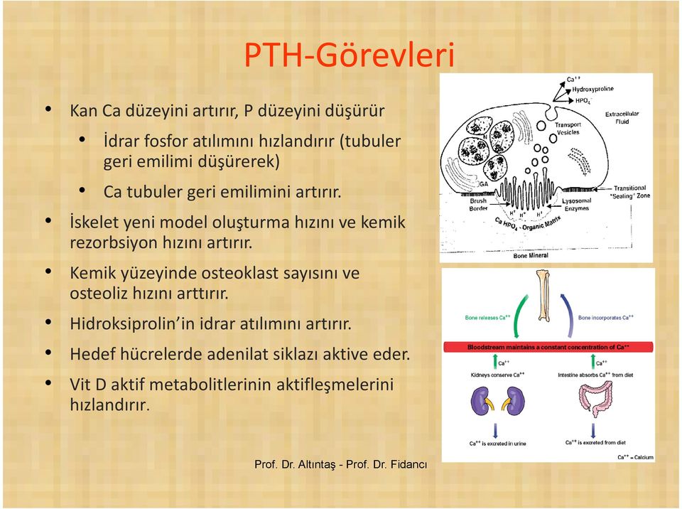 İskelet yeni model oluşturma hızını ve kemik rezorbsiyon hızını artırır.