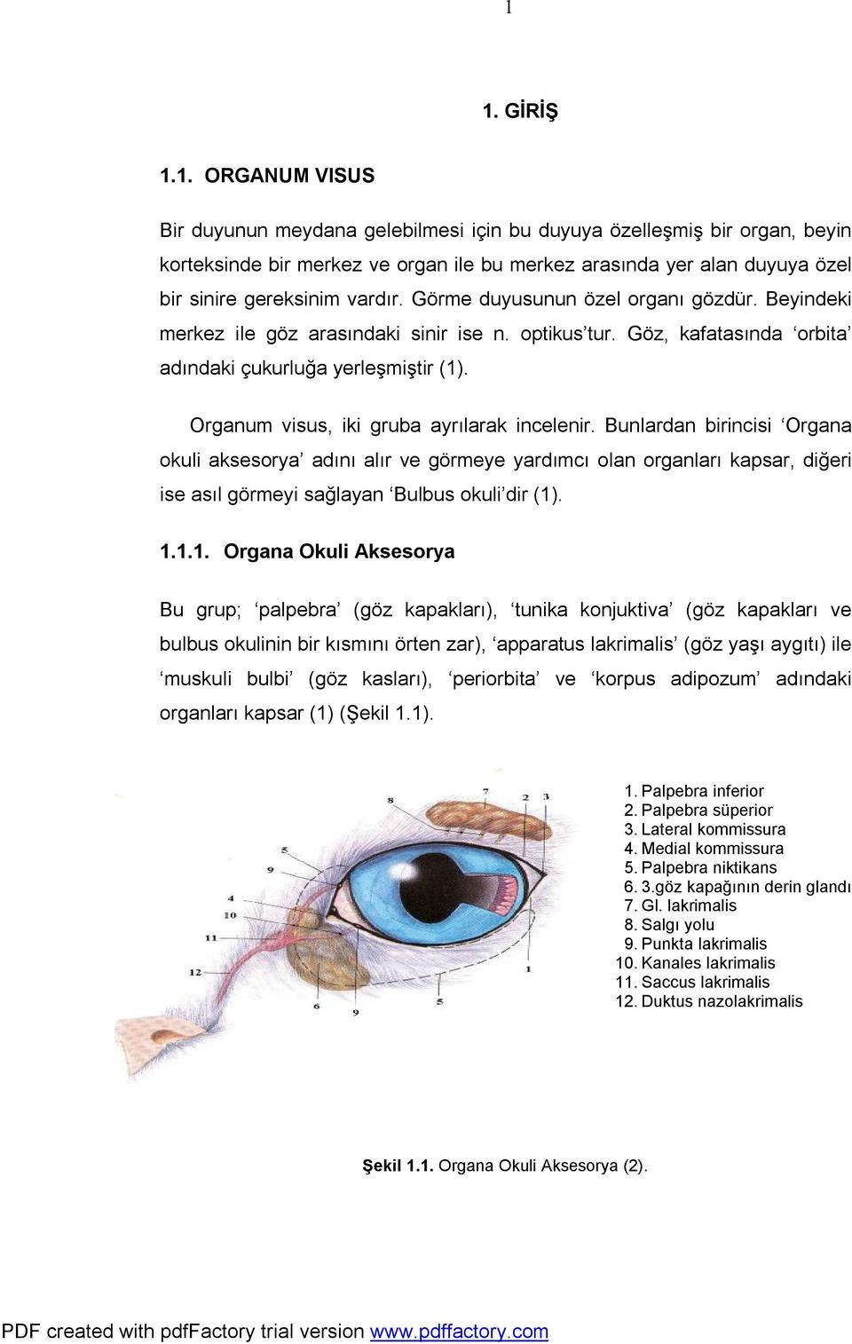 Organum visus, iki gruba ayrılarak incelenir. Bunlardan birincisi Organa okuli aksesorya adını alır ve görmeye yardımcı olan organları kapsar, diğeri ise asıl görmeyi sağlayan Bulbus okuli dir (1). 1.