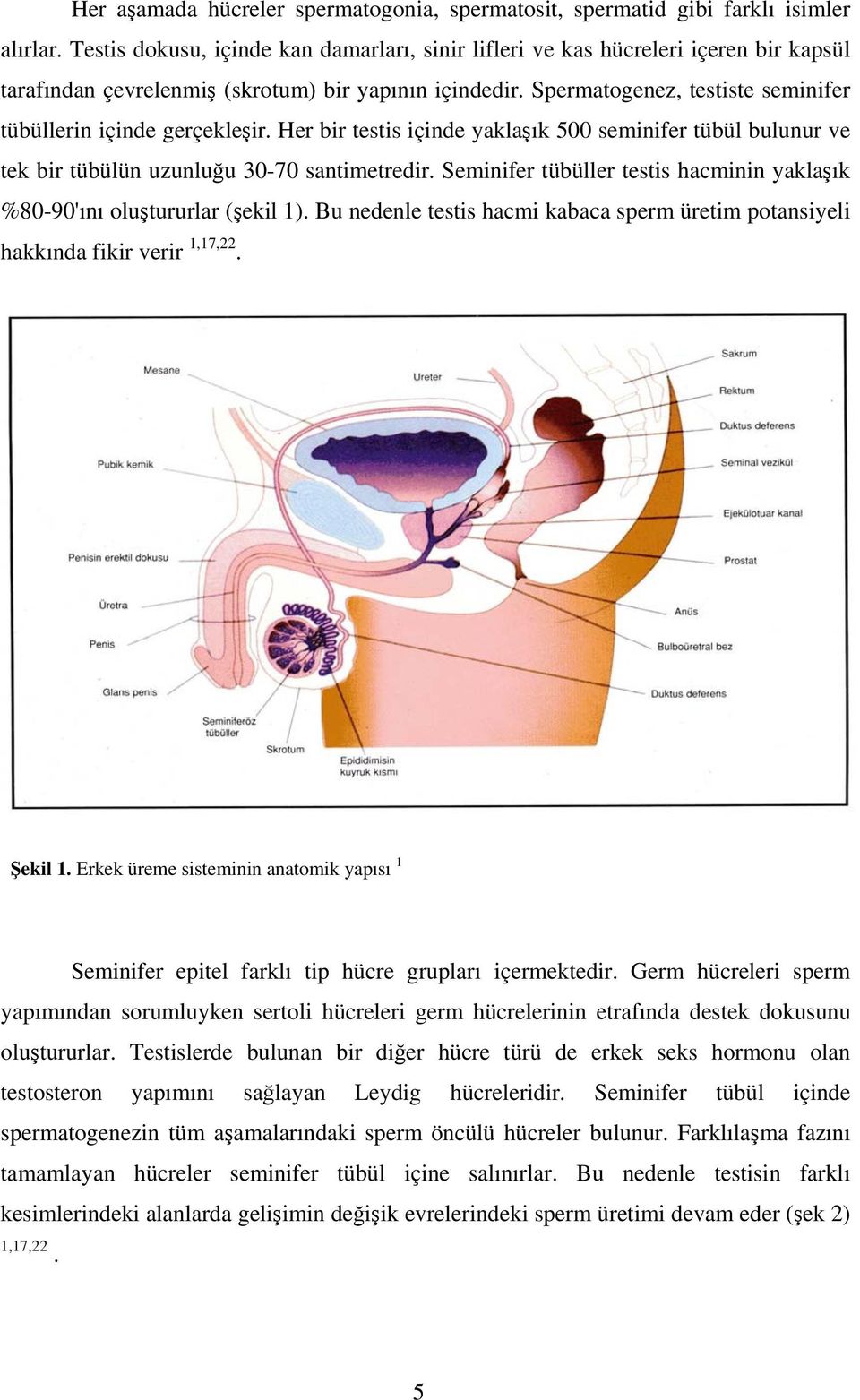 Spermatogenez, testiste seminifer tübüllerin içinde gerçekleşir. Her bir testis içinde yaklaşık 500 seminifer tübül bulunur ve tek bir tübülün uzunluğu 30-70 santimetredir.