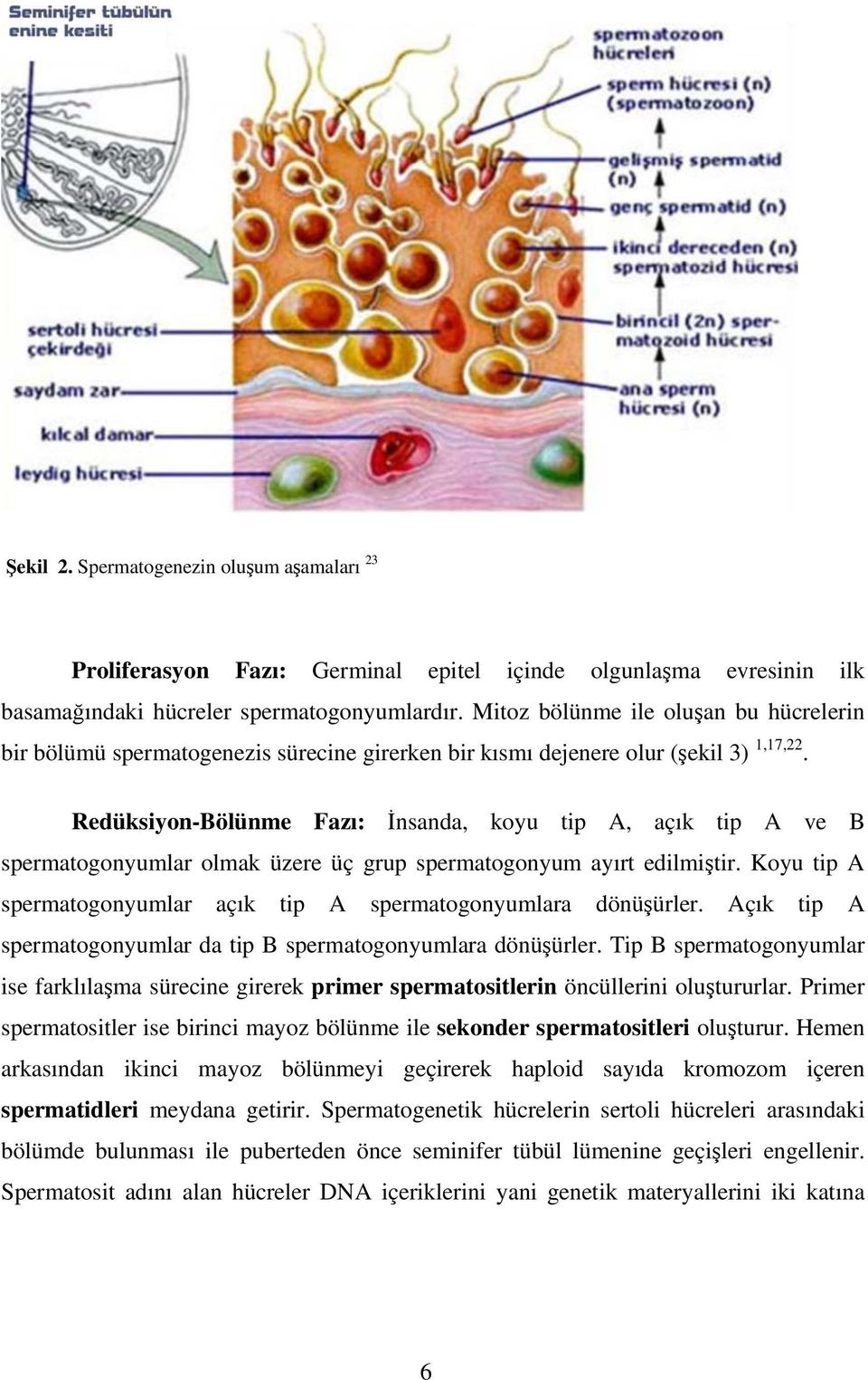 Redüksiyon-Bölünme Fazı: İnsanda, koyu tip A, açık tip A ve B spermatogonyumlar olmak üzere üç grup spermatogonyum ayırt edilmiştir.