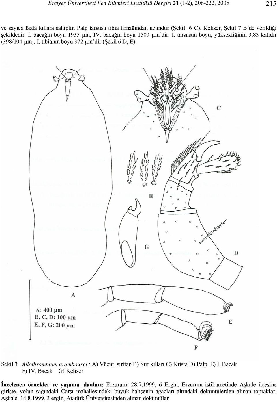 Şekil 3. Allothrombium arambourgi : A) Vücut, sırttan B) Sırt kılları C) Krista D) Palp E) I. Bacak F) IV. Bacak G) Keliser İncelenen örnekler ve yaşama alanları: Erzurum: 28.7.1999, 6 Ergin.