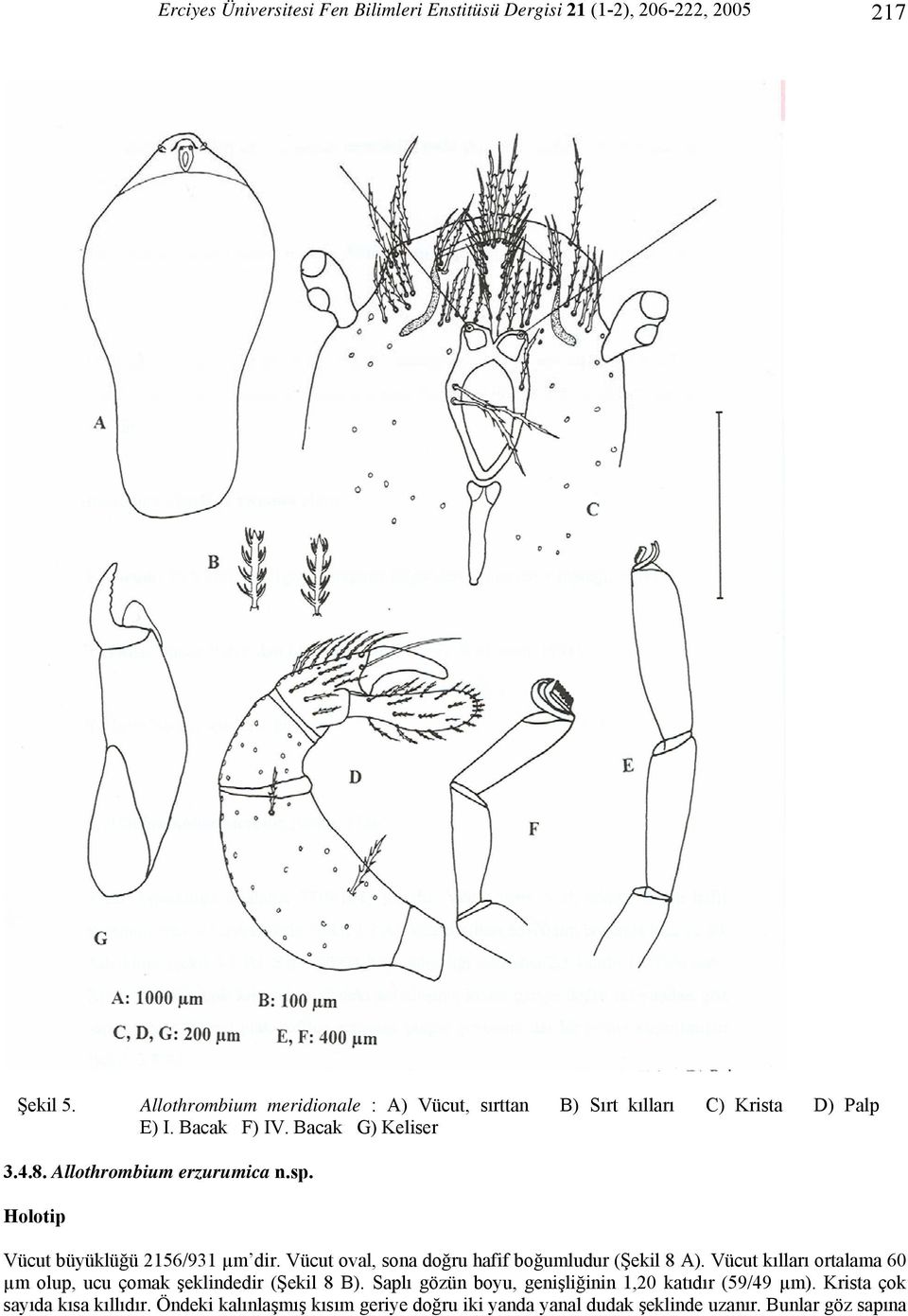 Allothrombium erzurumica n.sp. Holotip Vücut büyüklüğü 2156/931 µm dir. Vücut oval, sona doğru hafif boğumludur (Şekil 8 A).