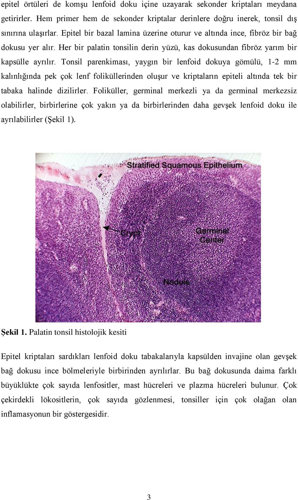 Tonsil parenkiması, yaygın bir lenfoid dokuya gömülü, 1-2 mm kalınlığında pek çok lenf foliküllerinden oluşur ve kriptaların epiteli altında tek bir tabaka halinde dizilirler.