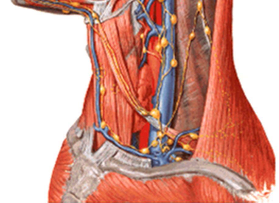 Priform sinüs II, III,