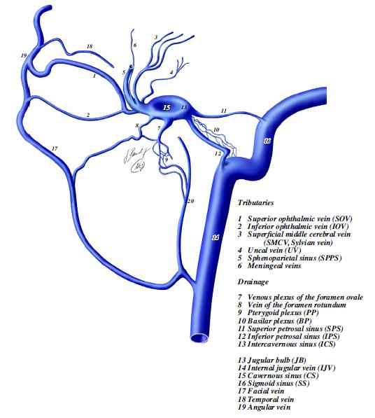 Kavernöz sinüs bölgesindeki venöz anatomi En önemli katılanları sup. oftalmik v, Sylvian v. ve sfenoparietal sinüstür.