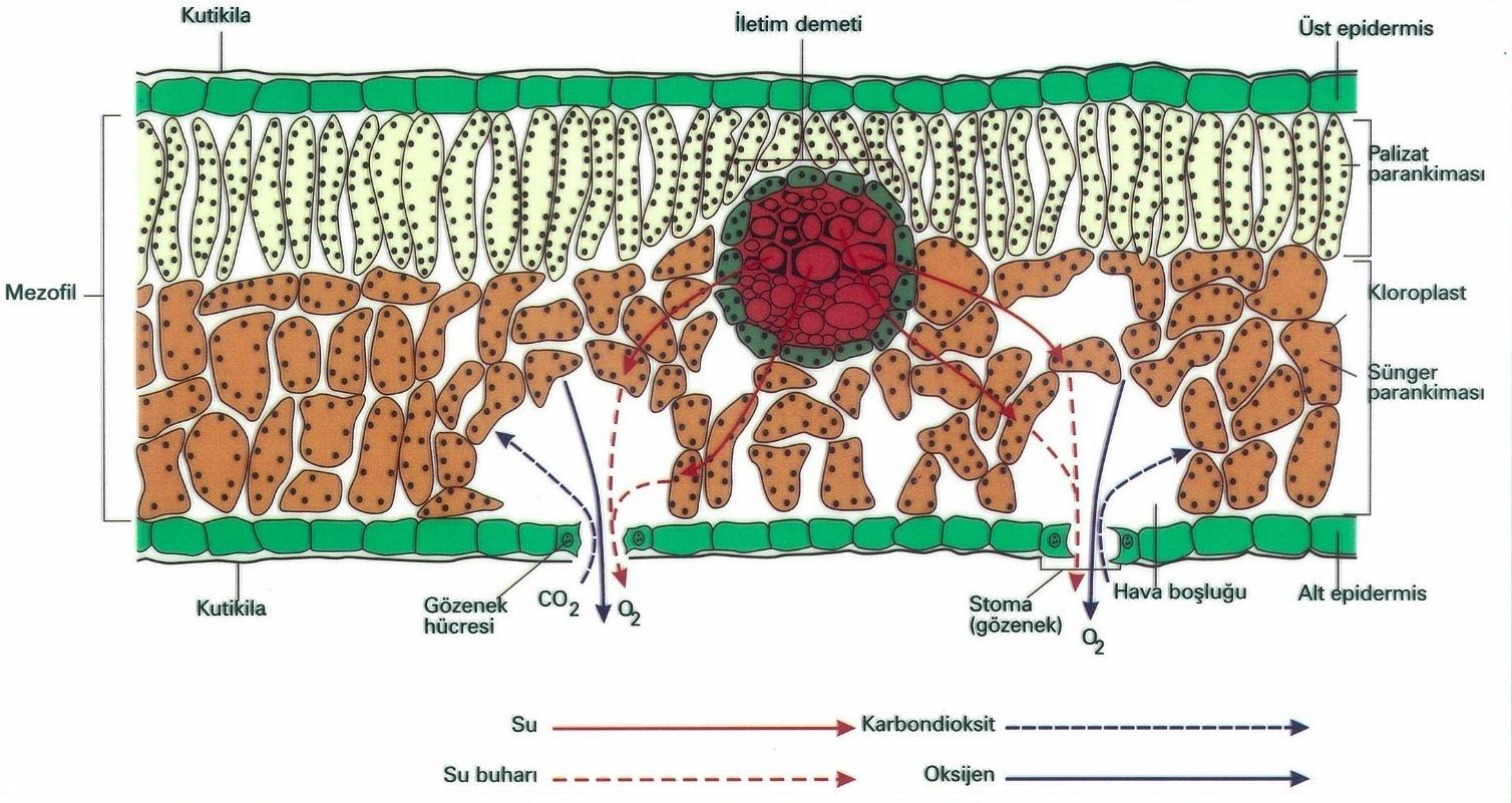 Ġletim dokusu, bitkilerde su, mineral ve besin maddelerinin taşınmasını sağlayan yapıdır. Fotosentez görülmez. Mezofil tabaka; palizat ve sünger parankimalarından oluşur.