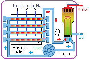 Reaktörün üstünde oluşan buhar separatörlerden geçirilerek reaktörün bir parçası durumunda olan türbine verilmektedir. Dolayısıyla türbinler de radyasyonlu buhar ile döndürülmektedir.