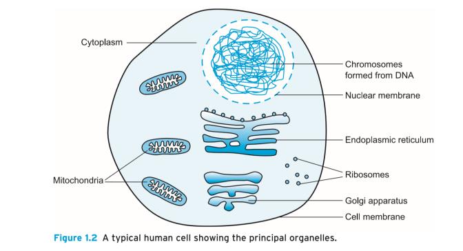 Proteinlerimizi kodlayan DNA yı içerir : Protein