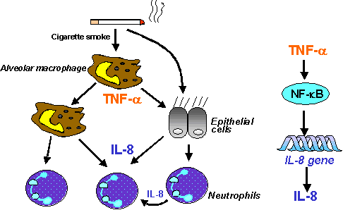 12 Şekil 2.2. KOAH ta makrofaj, nötrofil ve epitelyum hücrelerinin TNF-α ve IL-8 aracılığı ile etkileşimi, TNF-α nın IL-8 sentezi üzerine etkisi (36) Patogenezde Proteinaz/Antiproteinaz Dengesizliği