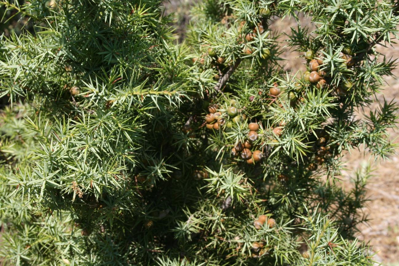 Berberis crataegina Juniperus