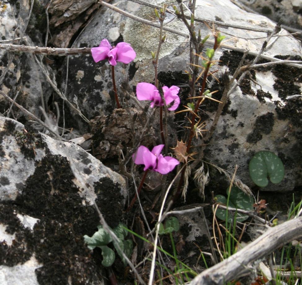 Ostrya carpinifolia