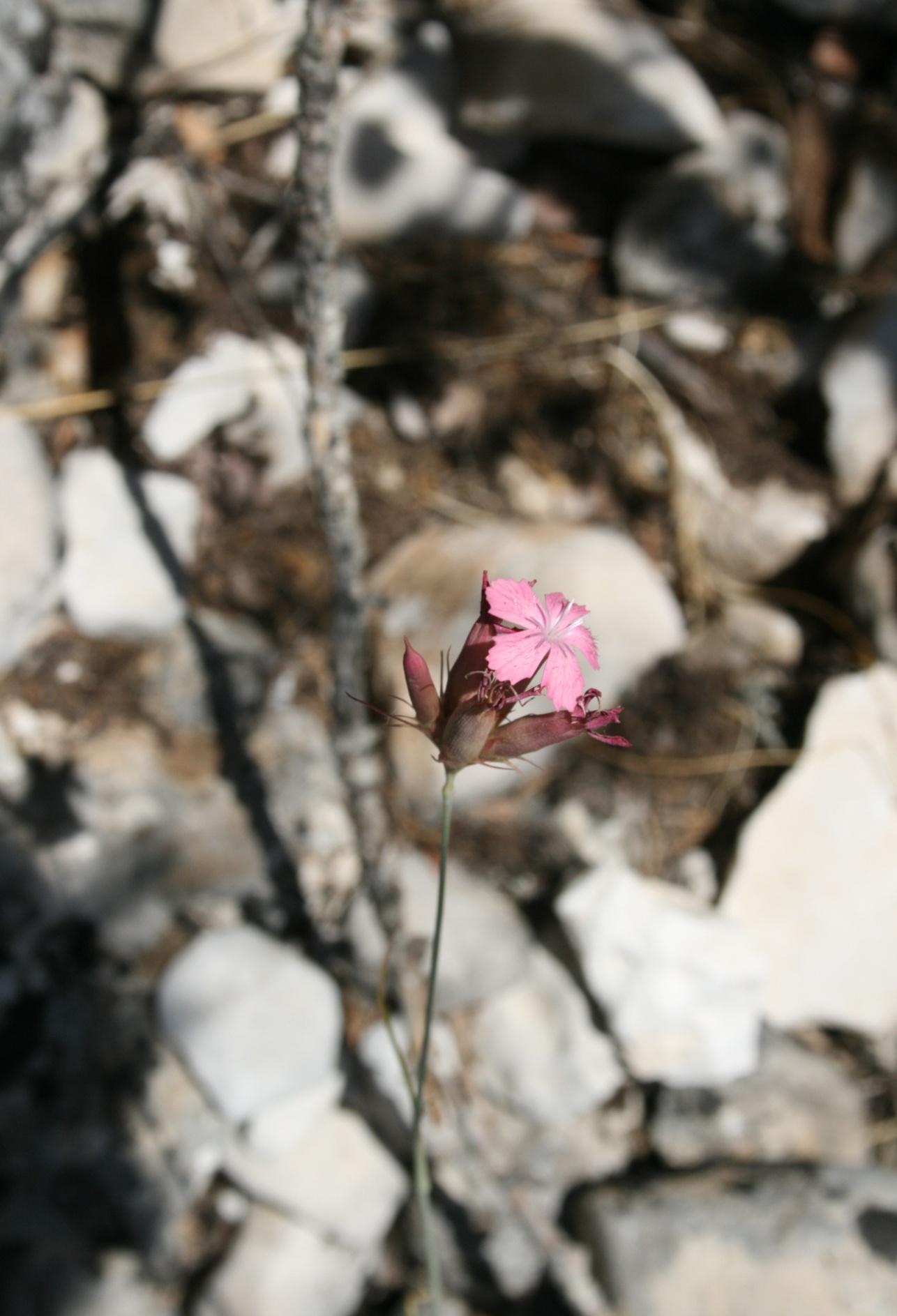 Dianthus