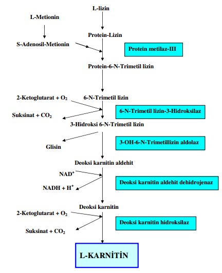gerçekleşmektedir. Kas gibi kalan diğer dokularda ilgili basamakta enzim faaliyeti olmadığından karnitin sentezi yapılamamaktadır (27