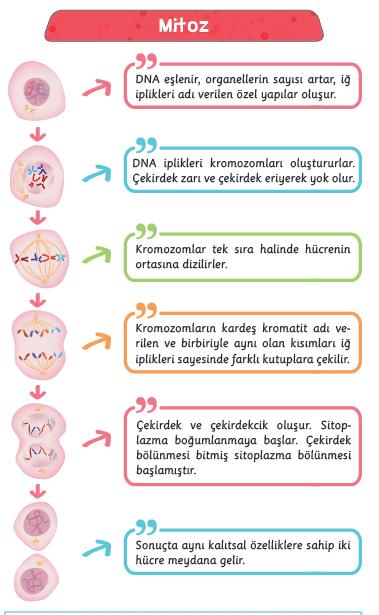 oluşmasına çelikle üreme denir. Çelikle üreme aşılama veya köklendirme ile gerçekleşir Asma, gül, kavak, söğüt dallarından veya kökünden yeni bitki oluşur.