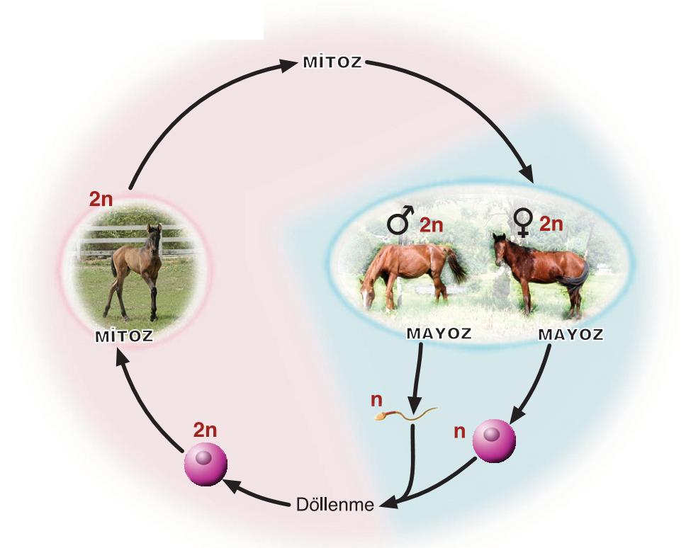 Kalıtsal özelliklerin yavrulara aktarılabilmesi için canlılarda mitozdan farklı bir hücre bölünmesi gerçekleşir.
