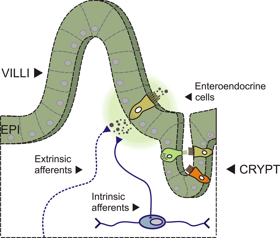 Nervus Vagus Vagal afferent, liberkulin kriptalarda ve, duodenum & jejenum un villuslarına ait lamina propria da mevcut Epitel tabakasının inervasyonu için basal membranı geçmiyorlar Lateral